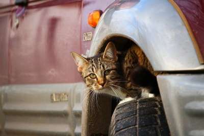 猫 隐藏 小猫 汽车 胎 年轻的猫 家猫 鲭鱼