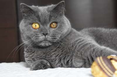 英国短毛猫 猫 宠物 英国猫 动物 蓝色的英国