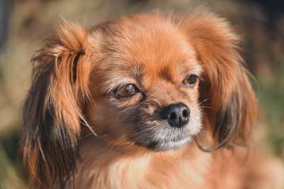 动物 宠物 狗 哺乳动物 犬类 毛皮 品种 西藏猎犬
