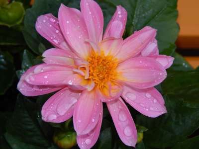 盛开 紫色的 滴 水 宏 紫色的花朵 工厂 花 花朵 花园