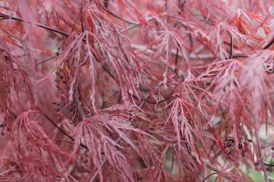 叶子 落下 自然 桌面 植物群 图案 花园 美丽的 公园 季节