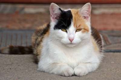 猫 丑角 小猫 宠物 动物医院 眼睛 毛皮 多毛 动物 可爱