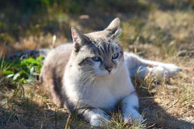 胡同猫 猫 外部 猫科动物 动物 家猫 家畜 猫云
