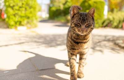 猫 动物 家畜 小猫 肖像 狮子 家猫 毛皮 好奇的 头