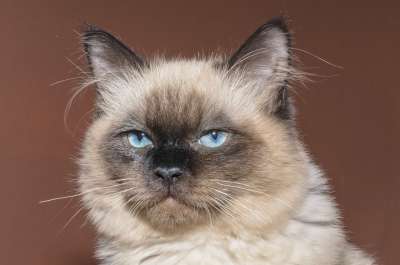 猫 小猫 宠物 男孩 动物 布娃娃 最喜欢的 布朗 可爱 曲奇