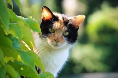 猫 猫科动物 三色 斑点猫 动物 胡须 脸 耳朵 哺乳动物