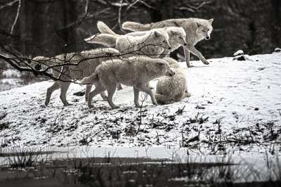 Polarwolf 狼 荒野 白色的 森林 冬天 霜 寒冷的