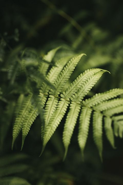 蕨类植物 叶子 树叶 绿色 绿化 郁郁葱葱 植被 植物 野生植物