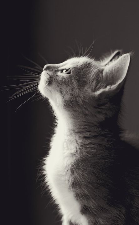 可爱的 动物 哺乳动物 猫 自然 眼睛 宠物 小猫 年轻