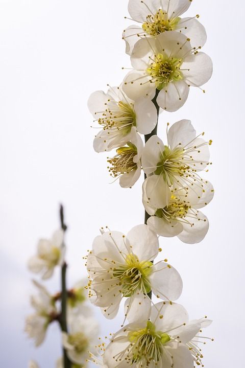 梨花 花 大自然 植物 白色的 树 春天 花树 樱花盛开 白