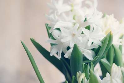 风信子 花 开花 白色的 香花 春天的花朵 植物春天 关闭