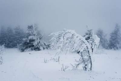 雪 冬天 寒冷的 霜 冻结 树 被雪覆盖 多雾路段 暴风雪