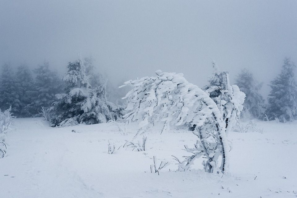雪, 冬天, 寒冷的, 霜, 冻结, 树, 被雪覆盖, 多雾路段, 暴风雪