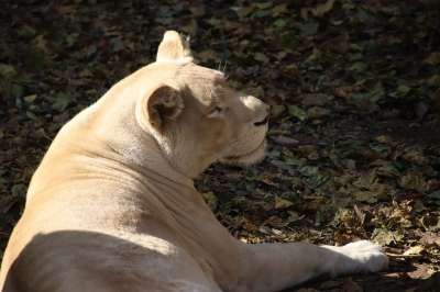 动物 狮子 野生动物 物种 动物群 哺乳动物 母狮 野生猫