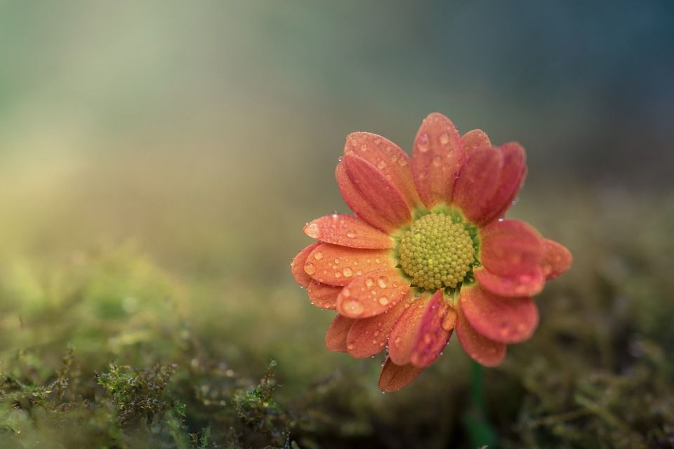 花, 特写, 散景, 绿色, 花园, 夏天, 花瓣, 花的, 自然, 有天赋的人