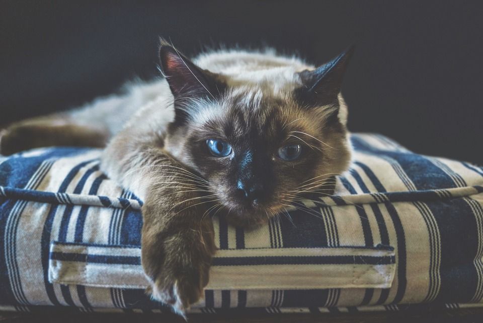 猫, 布娃娃, 小猫, 黑暗的, 基蒂, 动物, 蓝色的, 宠物, 可爱的
