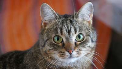 猫 老虎 小猫 动物 纵向