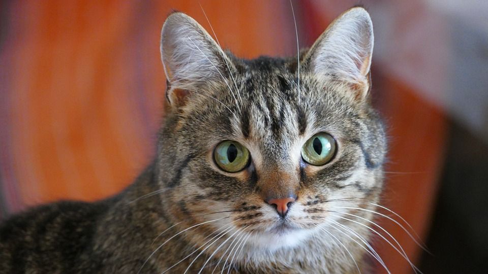 猫, 老虎, 小猫, 动物, 纵向