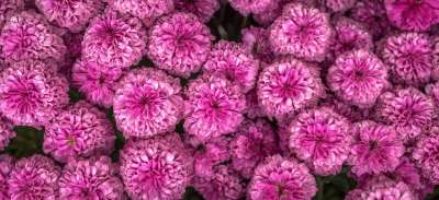 菊花 秋季 花 菊花节 秋季节 大丽花 花卉 植物 紫色的