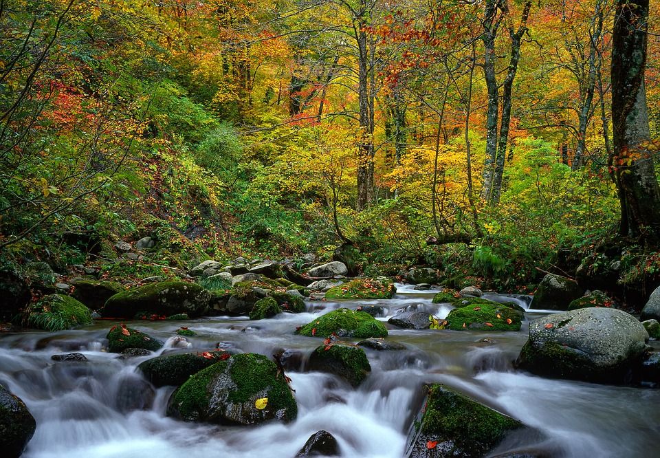 景观, 山间溪流, 秋季树叶, 青苔, 山毛榉树林, 白神山地, 世界遗产的地区