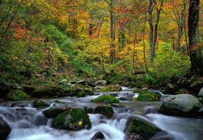 景观 山间溪流 秋季树叶 青苔 山毛榉树林 白神山地 世界遗产的地区