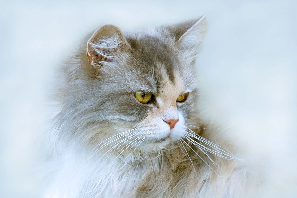 猫, 动物, 小猫, 毛皮, 纵向, 眼睛, 头, 灰色的, 性质