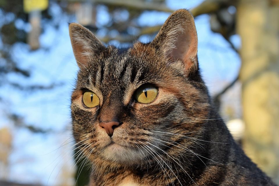 猫, 鲭鱼, 看法, 聚焦, 手表, 家畜, 家猫, 猫脸, 动物, 猫眼