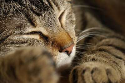 猫 爪子 家畜 猫的爪子 爪子印 蓬松的 动物 家猫 毛皮