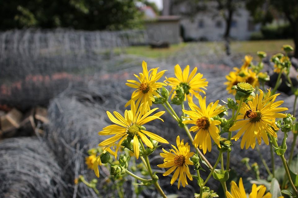混合杯植物, Silphium Perfoliatum, 杯子的工厂, 开花