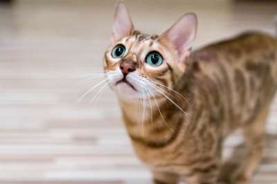猫 美丽的 动物 猫科动物 孟加拉 宠物 最喜欢的 品种
