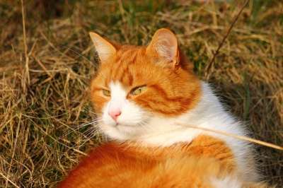 猫 猫咪 甜的
