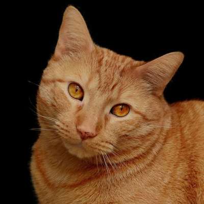 猫 猫科动物 橙色的 可爱的 可爱猫咪 国内的 动物 基蒂 宠物