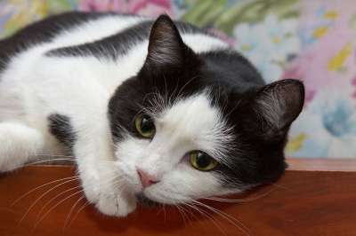 猫 猫咪 宠物 首页 动物 小猫 可爱 纵向