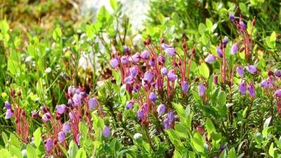 叶状蓝绿色 杜鹃花科 石南花 瑞典 工厂 紫花 树冠