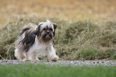 吉娃娃 混种狗 狗 家畜 约克夏犬 动物 国内的 哺乳动物