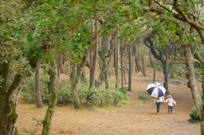 森林 家庭 骑 雨 和平 秋天