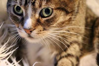 宿醉 猫 猫眼 鲭鱼 家猫 晶须 家畜 眼睛 野生动物 关闭