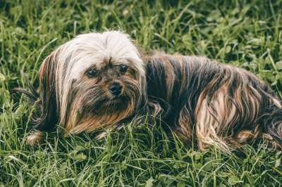 约克夏犬 约克 草 户外 狗 哺乳动物 国内动物 动物 犬类