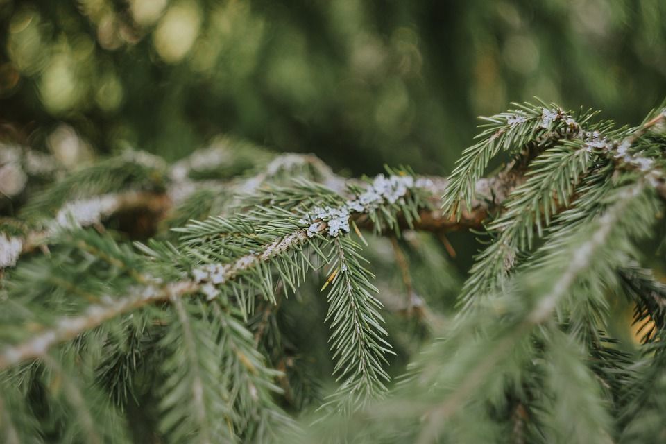 松树, 树, 云杉, 针, 枝杈, 植物, 自然, 松树, 松树, 松树, 松树