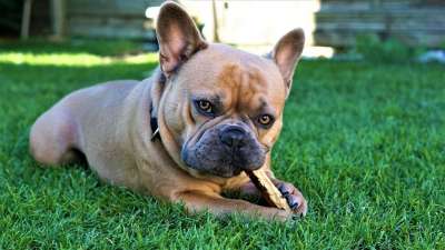 法国斗牛犬 狗 浅褐色的 毛皮 可爱的 戳 嚼 草 草地 绿色