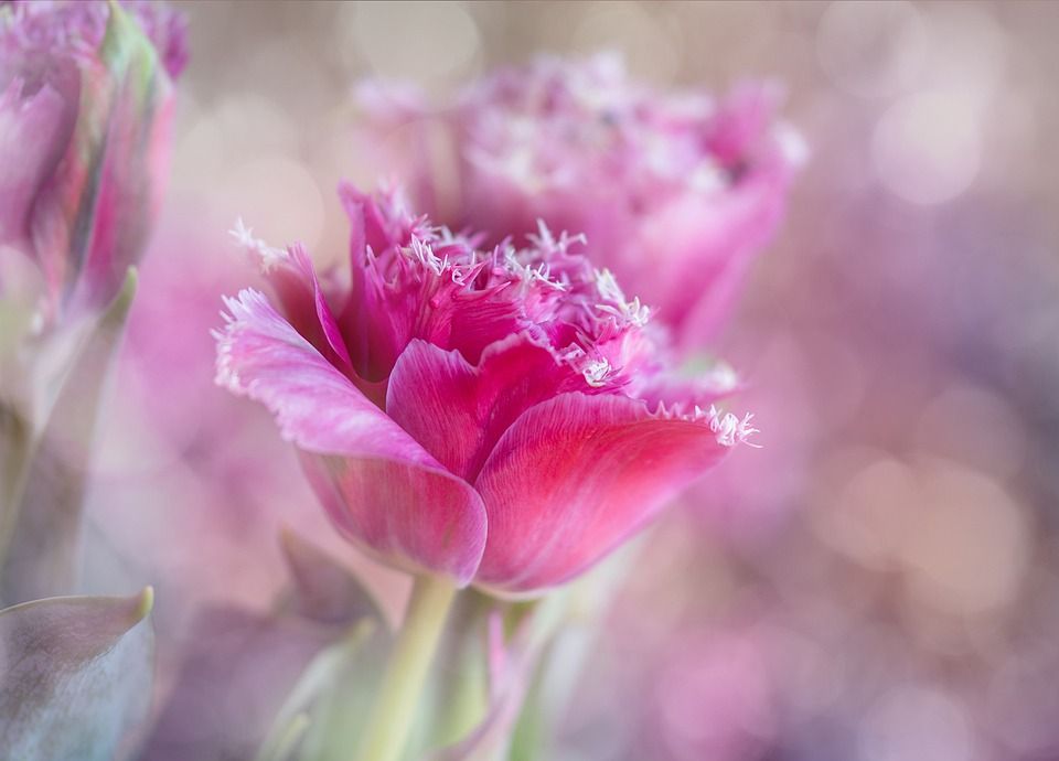 郁金香, 品种, 粉色的, 花, 开花, 自然, 植物, 结构体, 艺术品