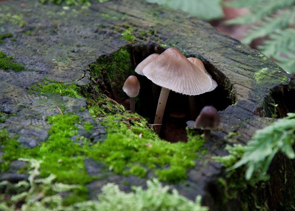 蘑菇, 苔藓, 森林, 湿的, 落下, 自然, 毒菌, 森林地面, 森林蘑菇