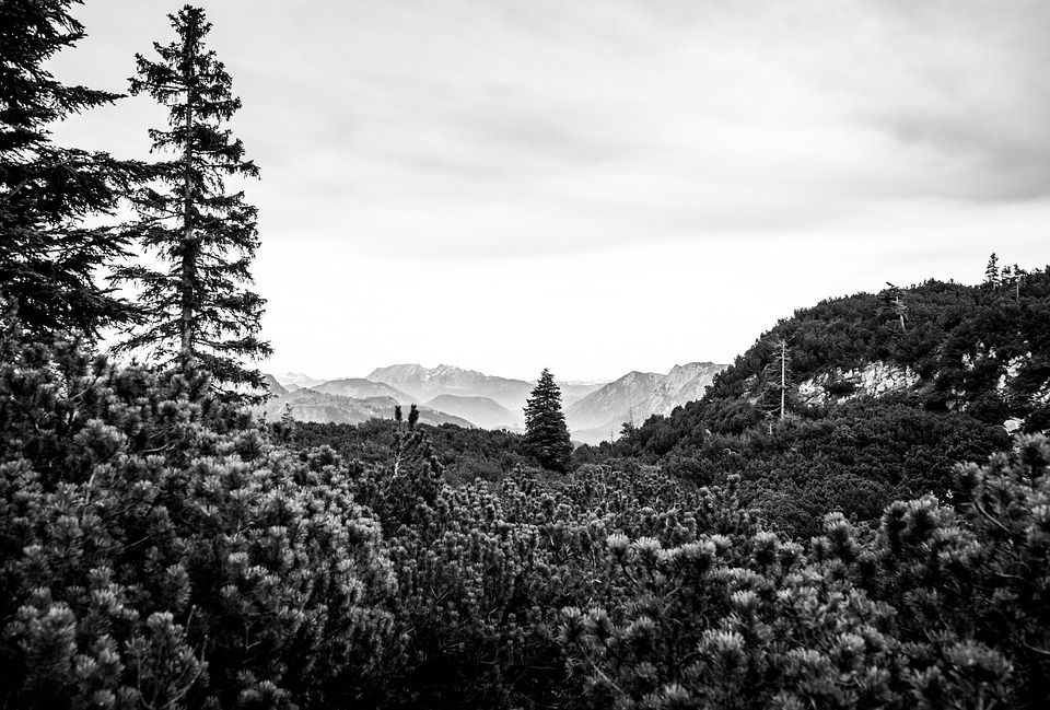 自然, 山, 单色, 阿尔卑斯山, 树木, 远足, 旅游