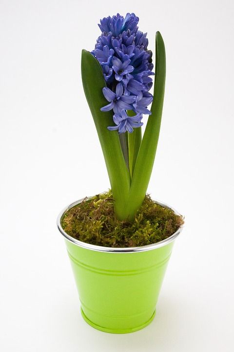 风信子 花园风信子 天门冬科 芦笋 花 春天 植物 蓝色的 香味