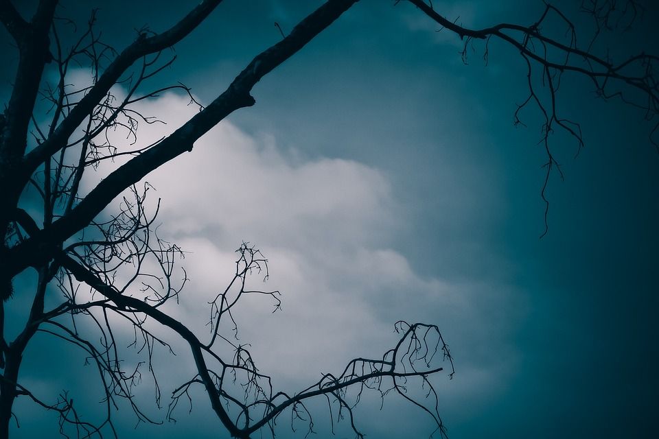 景观, 黑暗的, 树, 森林, 夜晚, 神秘, 幻想, 户外的, 植物