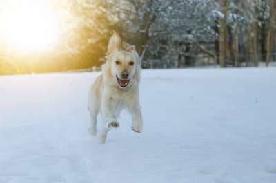 狗 种族 雪 高兴的 玩 宠物