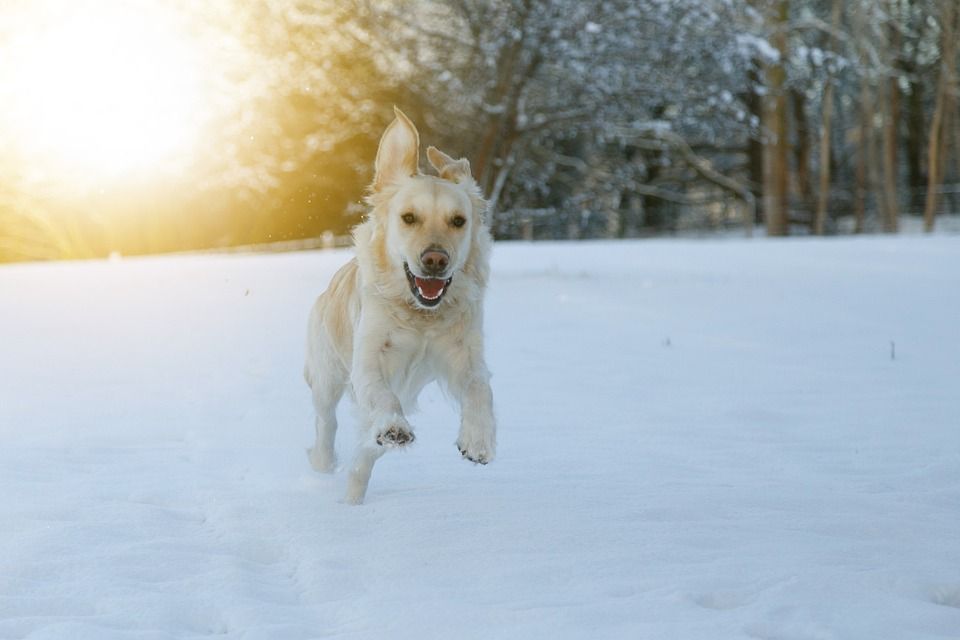 狗, 种族, 雪, 高兴的, 玩, 宠物