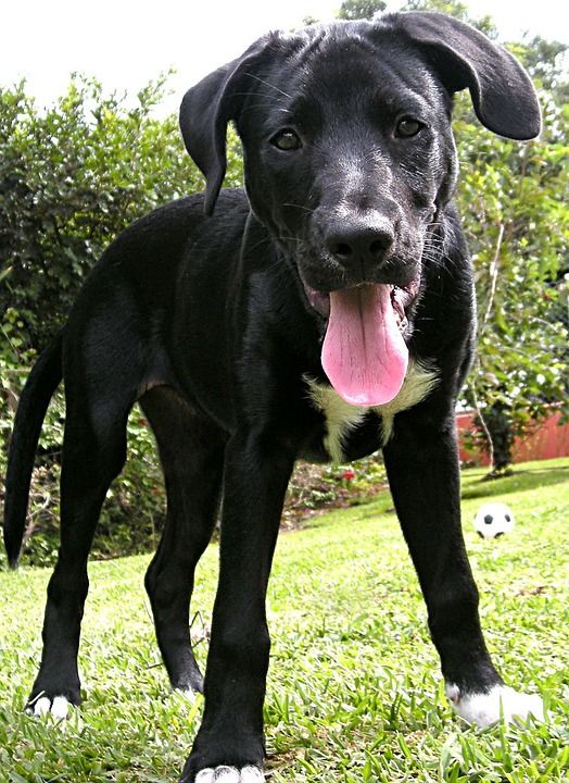 拉布拉多犬 小狗 实验室 黑色实验室 黑色拉布拉多 狗 犬类