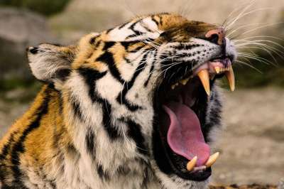 动物 老虎 大猫 Amurtiger 猫 捕食者 尖牙 舌头