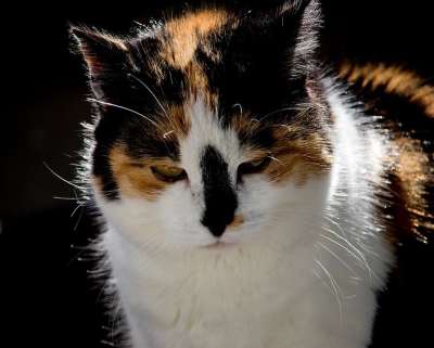 猫 哺乳动物 动物 野生动物 家猫 幸运猫 脸